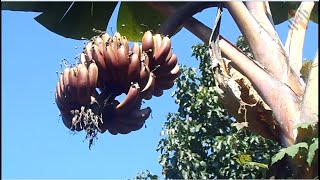 Bananiers en Thaïlande