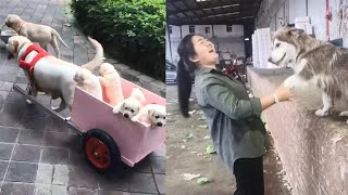 💕Cute And Funny Dogs Videos Compilation 😺Best Moment of the Cutest Animals 2020 # 2 #funnydogs by CuteAnimalShare 660 views 3 years ago 6 minutes, 14 seconds