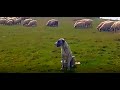 Boğalı yaylası #doğalyaşam #hayvancılık #koyun #ağılı #yayla #koyun videosu