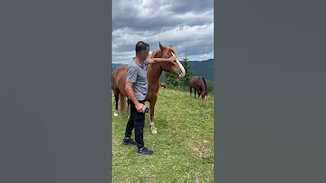 Ой чий то кінь стоїть Став ЛАЙК підписуйся на цікавий кинал IhorPatoka 