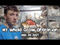 Basics of growing mushrooms