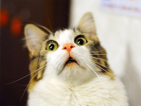 funny-cat-faces-videos-compilation-|-funniest-animal-faces-you-have-ever-seen.