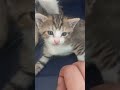 #trending #, #ytshorts #adoptstrays #viral #petshub #kitten #funny #cute ,#ytshorts