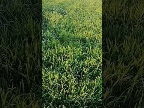 محلاك يا جو الشتاء ويا محلى فصل ربيعك