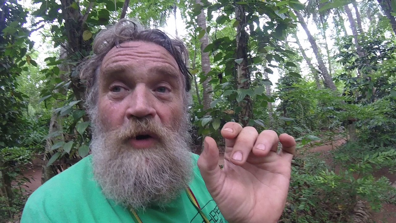  Pepper Meaning Piper Nigrum Pepper Explanation To Pepper C2