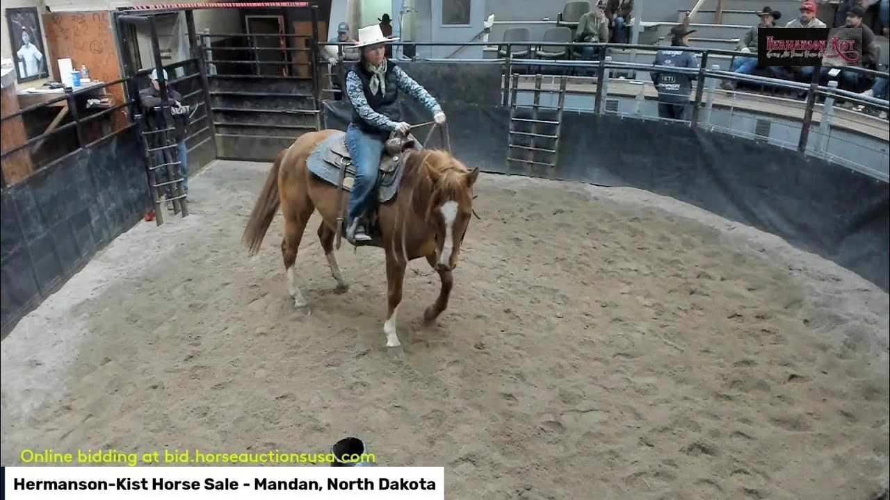 HermansonKist Horse Sale Mandan, North Dakota YouTube