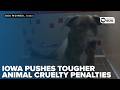 Iowa moves to make extreme animal cruelty a felony