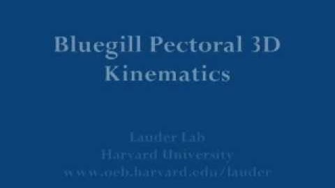 Bluegill Pectoral 3D Kinematics