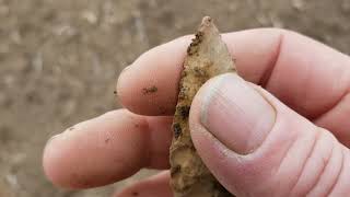 Hunting Arrowheads in central Indiana