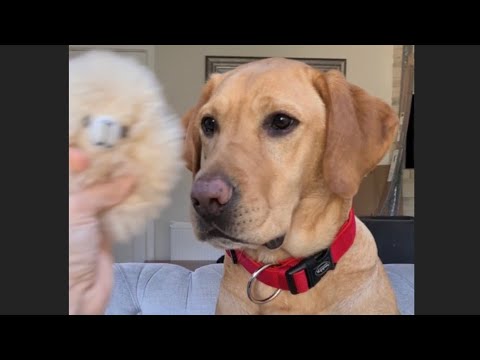 My labrador reacts to an alpaca toy