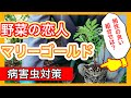 【病害虫対策】野菜の恋人マリーゴールド　〜狭い庭で家庭菜園〜