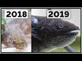 My Struggles Caring for an Axolotl - 1 Year Update!