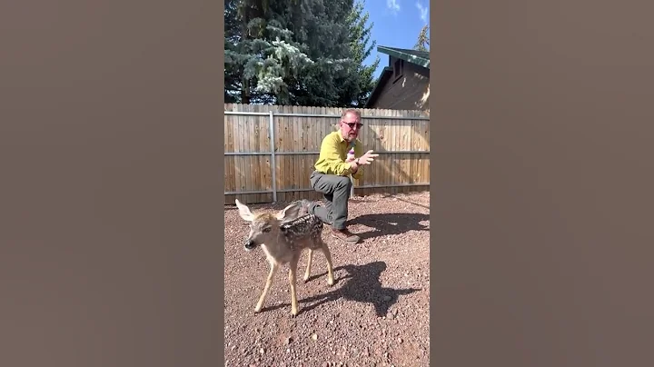 Oh, deer!