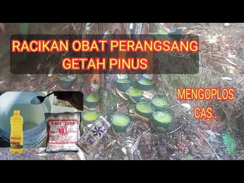 Cara bikin Obat Perangsang Getah Pinus biar Keluarganya Deras Hasilnya Melimpah