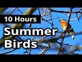 BIRD SOUNDS - Summer Birds Singing - Bird Song Chatter NATURE and SLEEP SOUNDS for Sleep, Relaxation