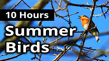 BIRD SOUNDS - Summer Birds Singing - Bird Song Chatter NATURE and SLEEP SOUNDS for Sleep, Relaxation