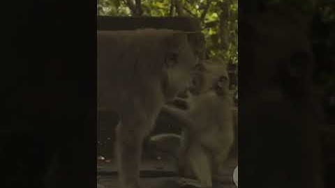 This video features a dramatic and evocative compilation of various nature and conflict-themed shots