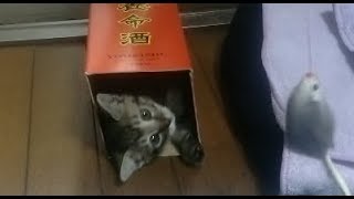 養命酒？に入ったら大暴れする子猫の、しじみ