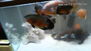 My 75 gallon Tropical fish tank Please subscribe, like, and comment.