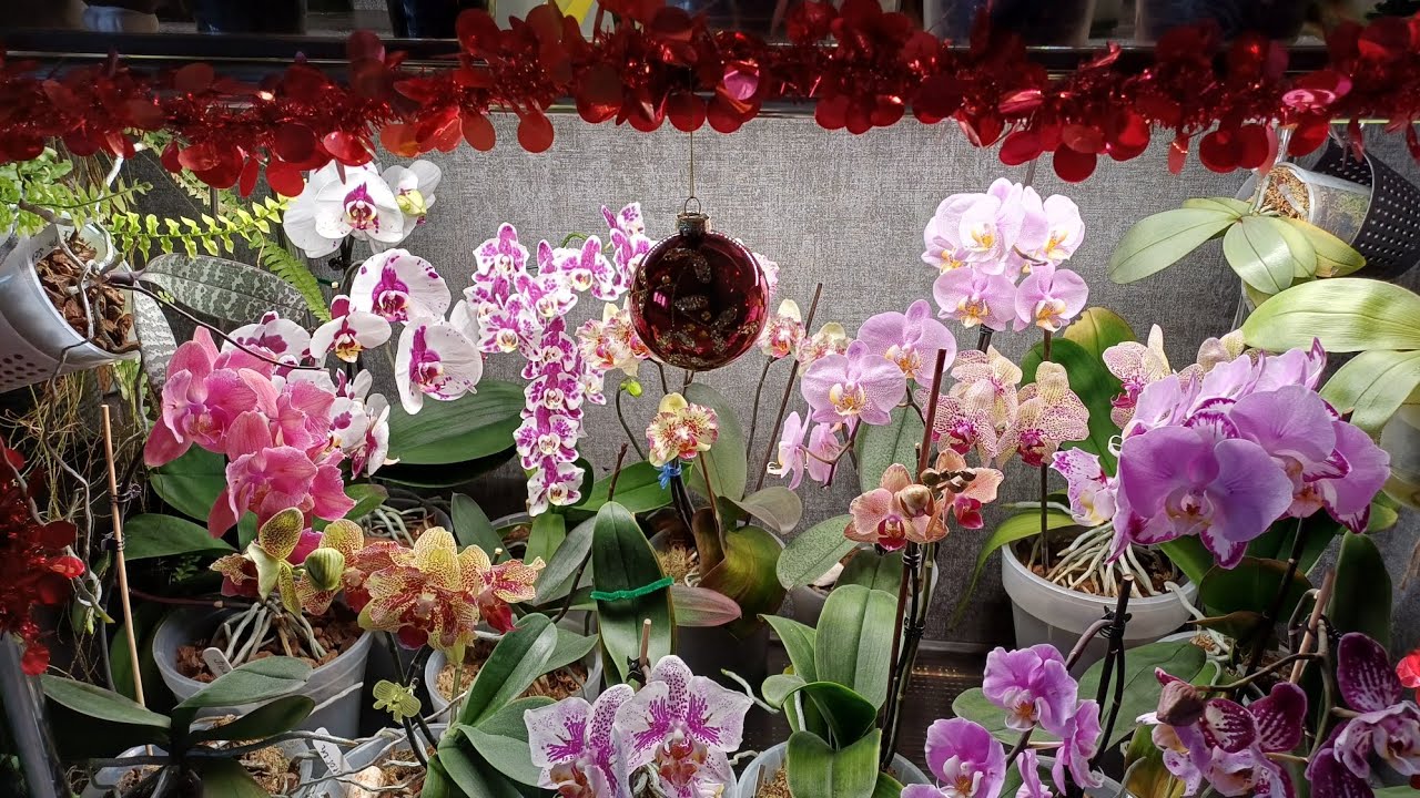 Цветение орхидей январь 2026г 🌲🎅❄️