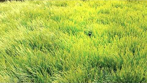 Blender - Grass And Wind