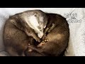 The otters are flirting so much it's embarrassing to watch... [Otter Life Day 735]