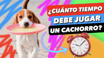 ¿Cuánto debo jugar con mi perro al día?