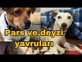 JACK RUSSEL PARS & DEYZİ YAVRULARI CANLI DOĞUM GÖRÜNTÜLERİ +18