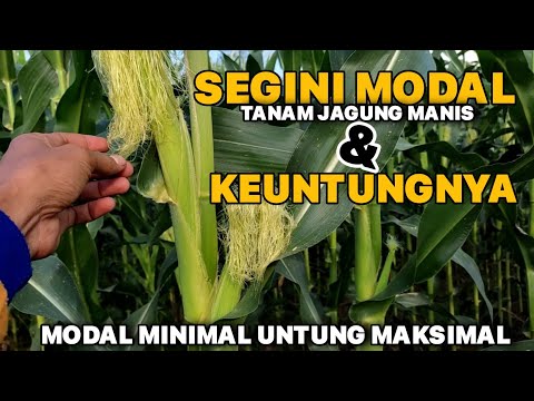 Harga 1 Kg Jagung Manis