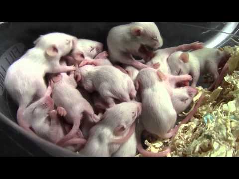 How do mice reproduce?