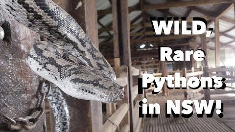 Murray-Darling Carpet Python in NSW!