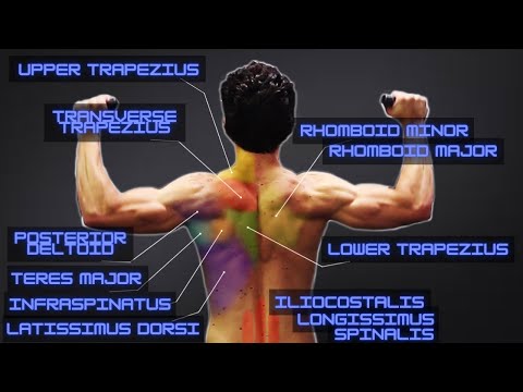 Hit EVERY BACK MUSCLE in ONE COMBO EXERCISE!! (Plus “Fast-Twitch“ Finisher) - Using Any Free Weight!