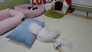 Dog Fart On Microphone