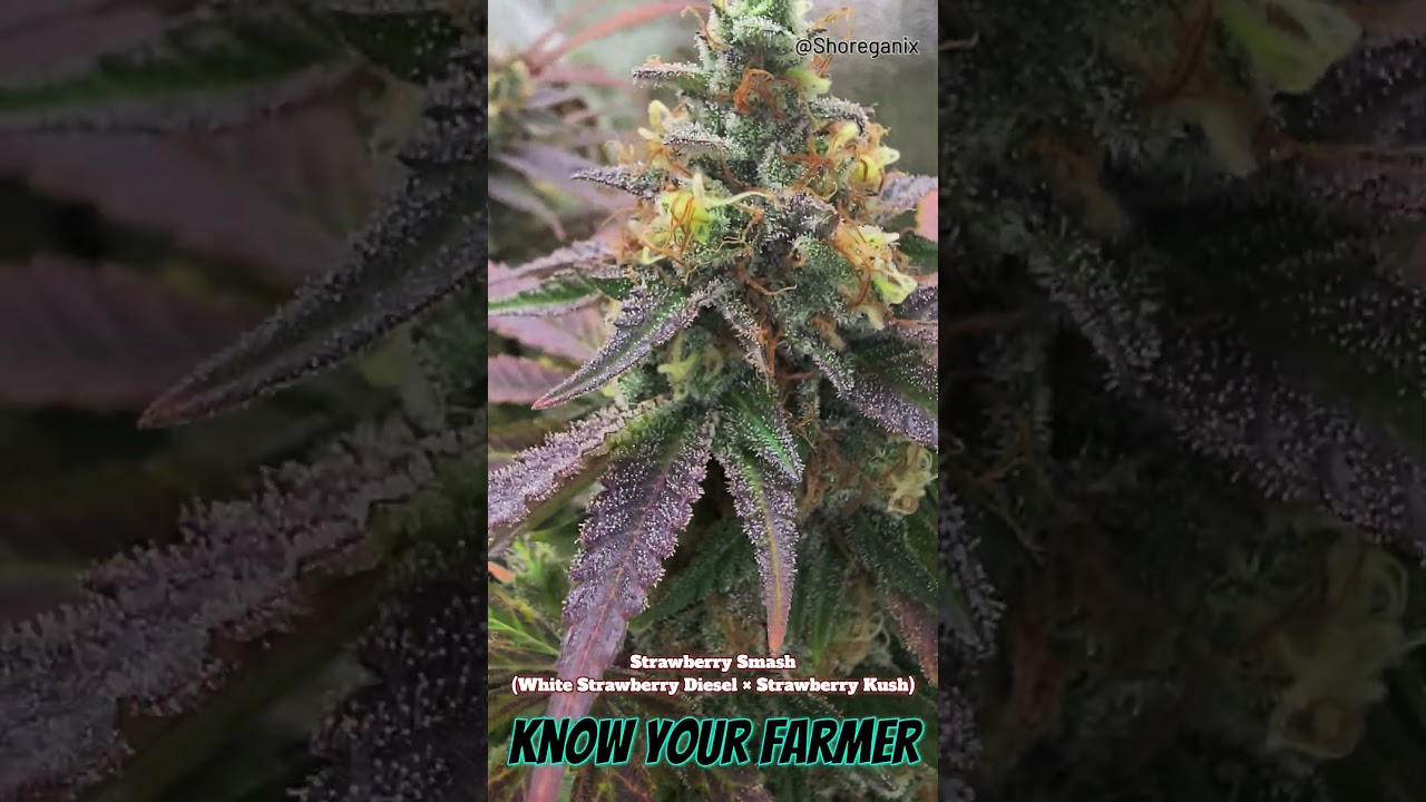 Strawberry Smash - (White Strawberry Diesel × Strawberry Kush), Day 65 Bloom. Indoor Grown Rare Dank