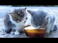 Kittens drinking milk on the street