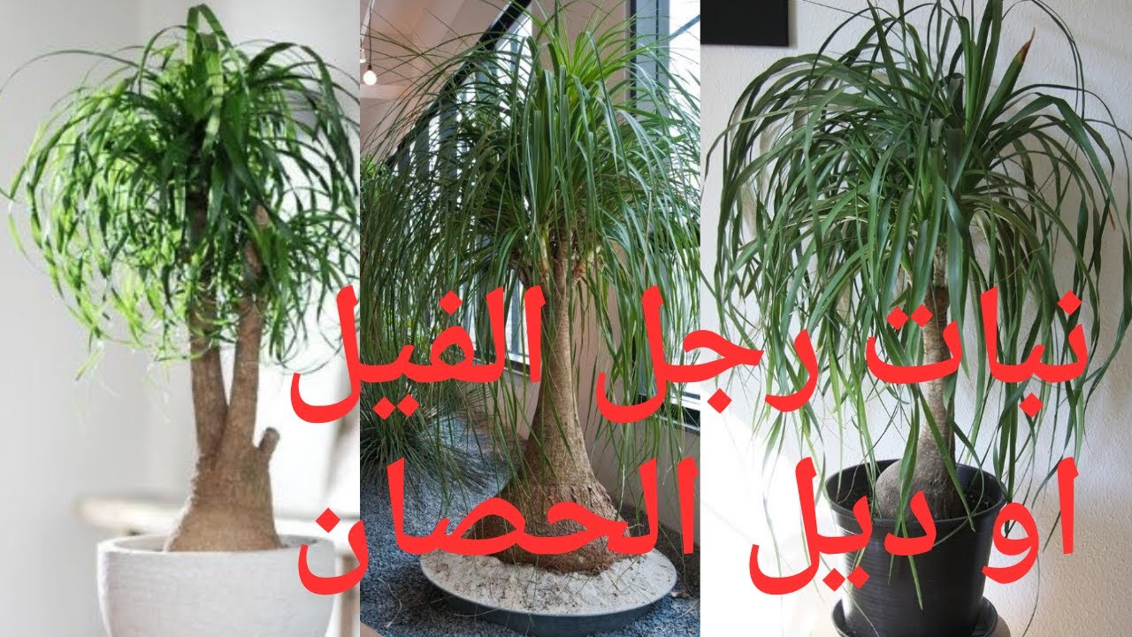 طريقه العنايه بنبات رجل الفيل /ديل الحصان /How to care for elephant man plants or horse tail