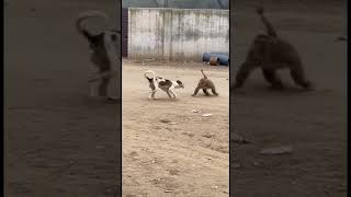 A Fight Driven by Survival #AnimalFight #WildLife #NatureLaw