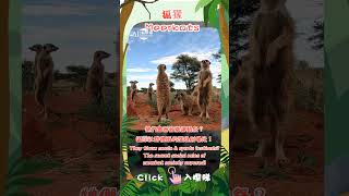 【狐獴 - 牠們會辦音樂運動祭?狐獴社群裡面的潛規則曝光!】5 - AI 852 youtuber |#shorts |#animals | #learning | #meerkats |#cute