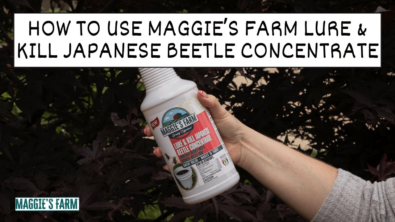 How to Use Maggie's Farm Lure & Kill Japanese Beetle Concentrate