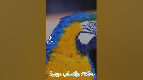 سورة الإخلاص/ حالات واتساب دينية/ الشيخ ماهر المعيقلي