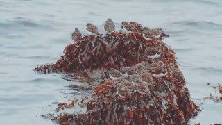 The Argyll Sea Kayak Trail - Sea Kayaking In Scotland