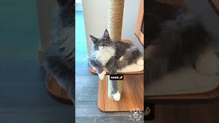 2023 Funny & Cute Cat Videos Compilation | Maine Coons Cats #kittens by SlowBlink Maine Coons 131 views 7 months ago 1 minute, 5 seconds