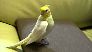 オカメインコ ピカちゃんのビビディバビディブーw オカメインコ ピカちゃんのビビディバビディブーw