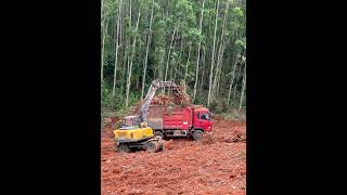 #excavator #loader #tree #root #branch #bark #eucalyptus #coco #palm #pine #hardwood #redwood #lift