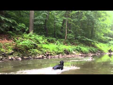 rottweiler duck rottweilers skills funnydog tv rottweiler duck rottweilers skills funnydog tv