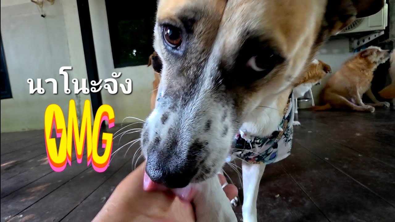 นาโนะจังสาวน้อยมหัศจรรย์😂🐕😅