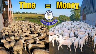 Simple €2 Time Saver  Pros and Cons weighted up! #farmlife #sheep #farming #ireland #livestock