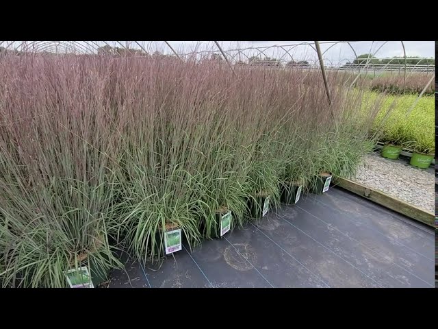 Schizachyrium Blue Heaven® (Little Bluestem) // Superb NATIVE, Long-lasting, Very Colorful Grass🌝💥❤️