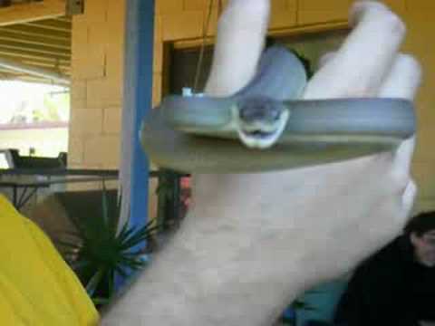 Liasis Olivaceus - Olive Python With Tail Luring