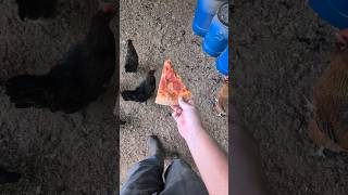 Did The Chickens Eat This Pizza Slice?